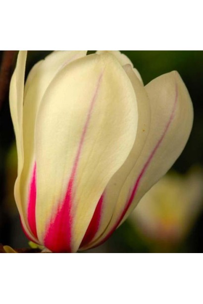 Magnolia ’Sunrise’ полив